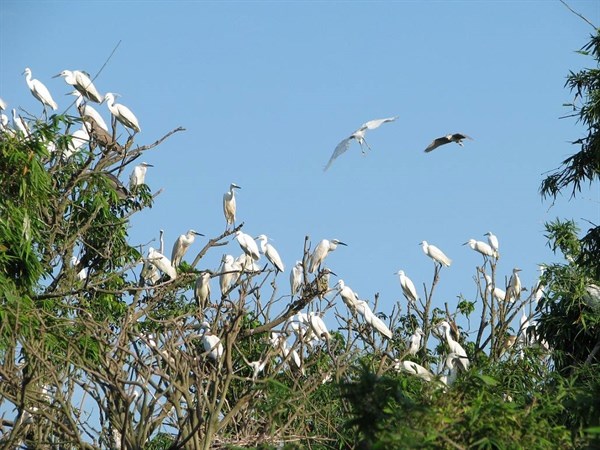 Khám phá đảo cò Chi Lăng Nam (xã Chi Lăng Nam, huyện Thanh Miện, tỉnh Hải Dương), điểm đến hấp dẫn của nhiều du khách (18/11/2018)